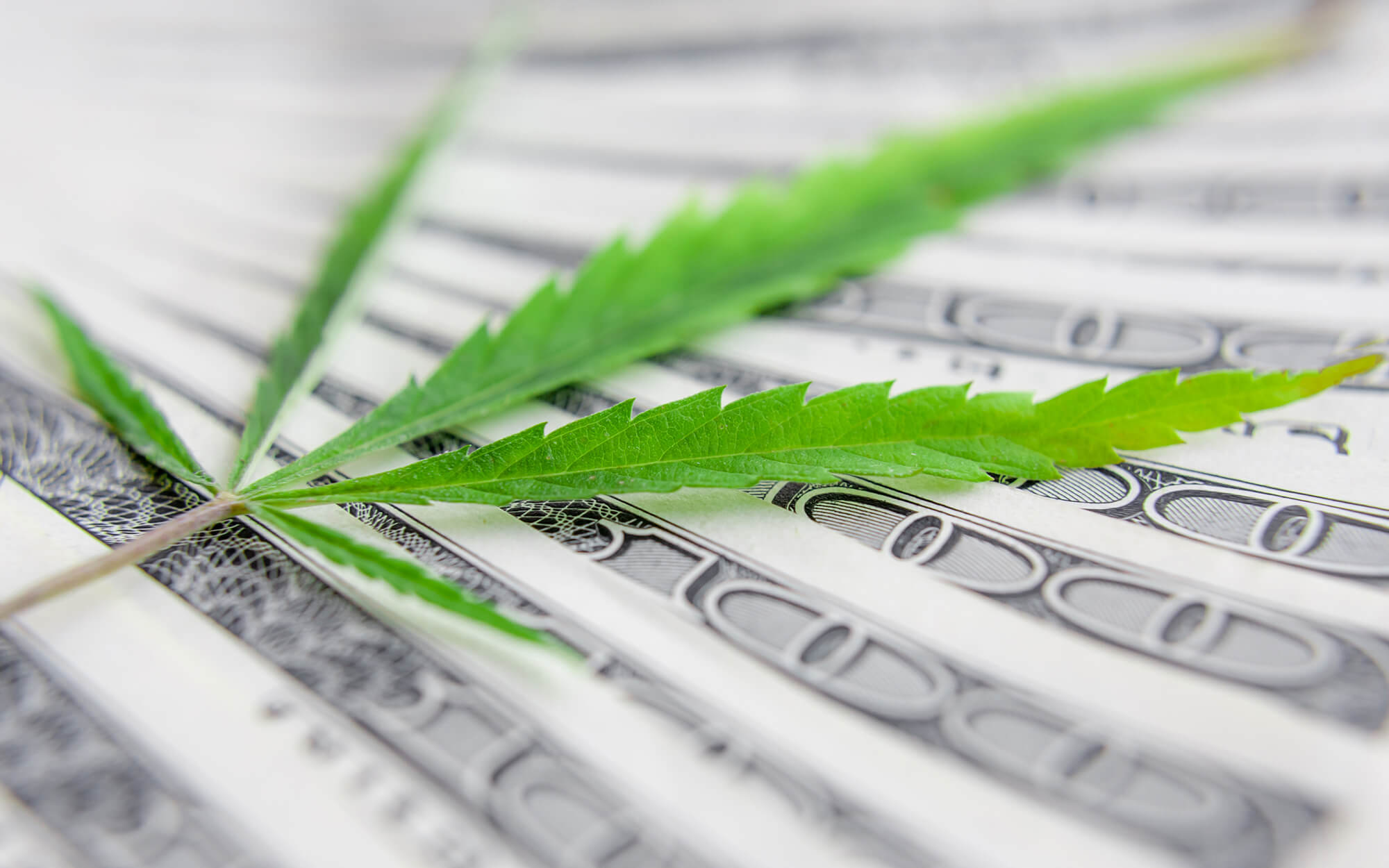 Cannabis leaf on money